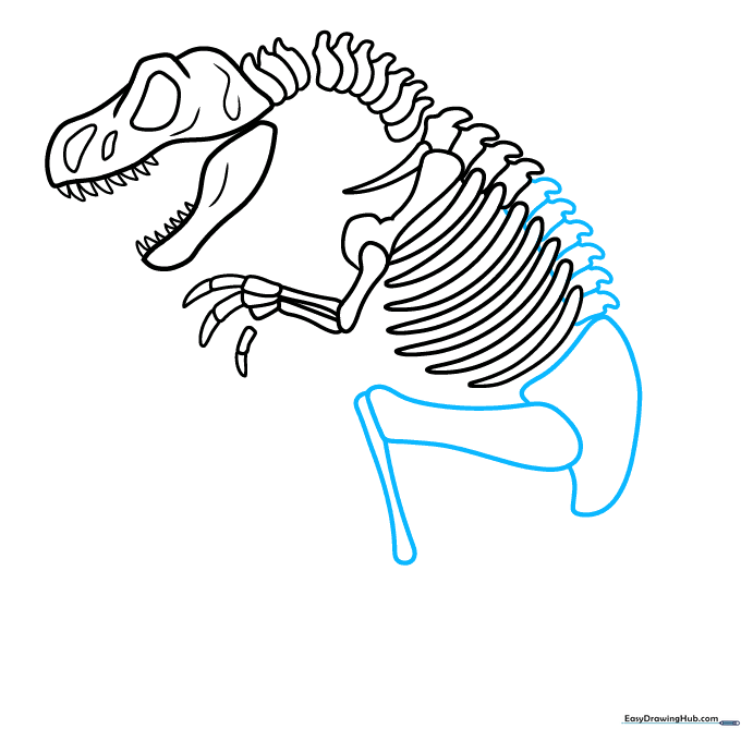 Adding the hip and leg bones to the dinosaur skeleton drawing.
