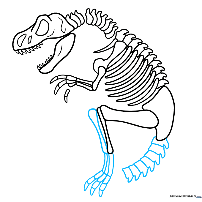 Drawing the feet and the beginning of the tail vertebrae.