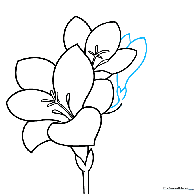 Drawing an unopened freesia bud attached to the main stem.