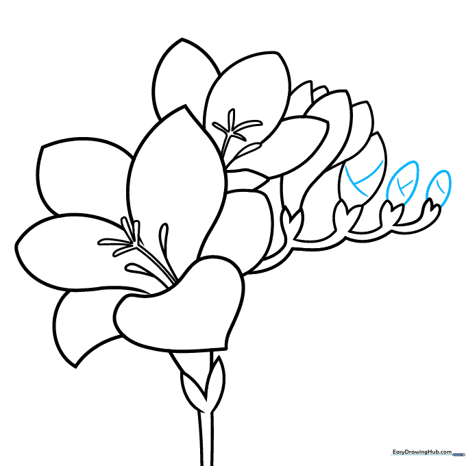 Adding final texture lines to the unopened freesia buds.