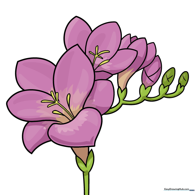 A fully colored, vibrant purple freesia drawing.