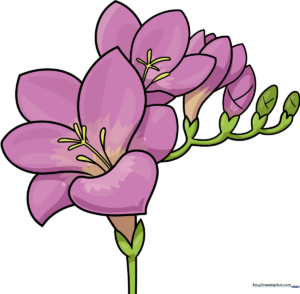 A completed, colorful illustration of a freesia flower cluster.