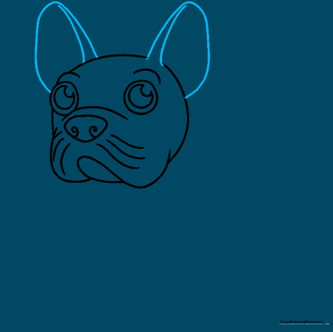 Sketching the large, upright bat-like ears characteristic of a French Bulldog.