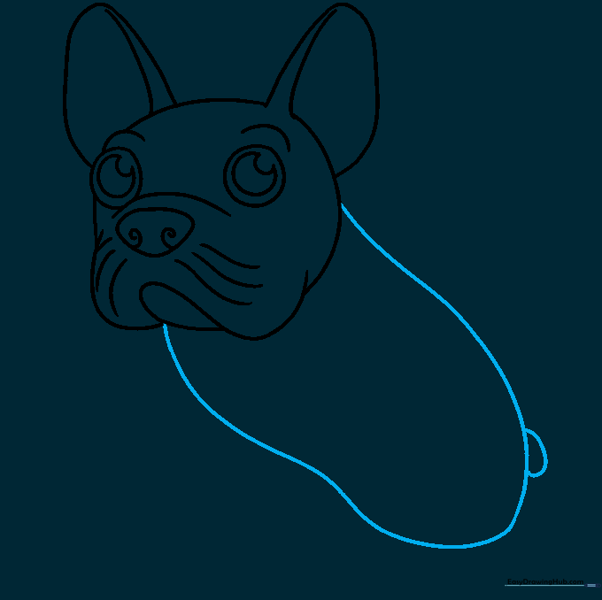 Drawing the compact, sturdy body and short tail of the French Bulldog.