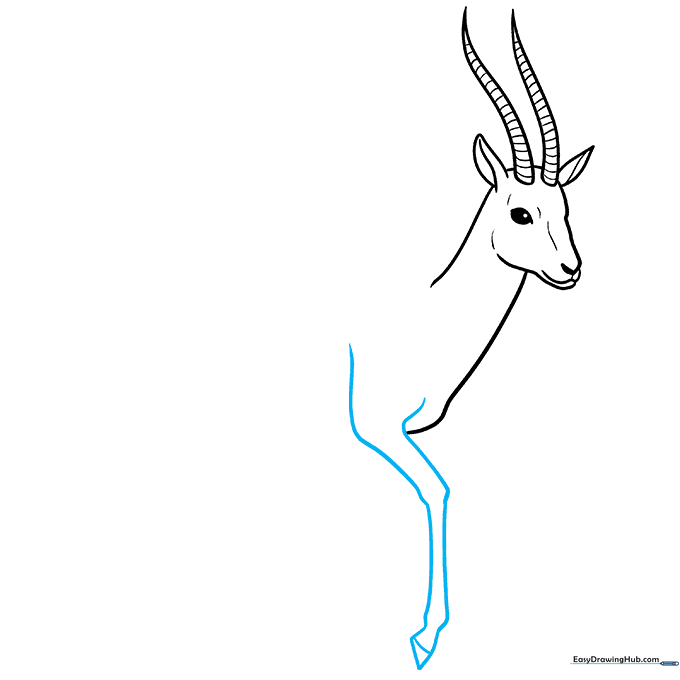 Drawing the first front leg with a visible knee joint and a small hoof.