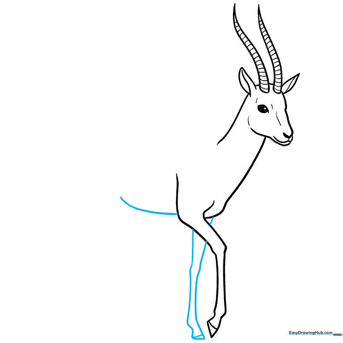 Sketching the second front leg and the curved line of the gazelle's belly.