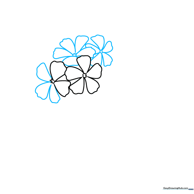 Pencil drawing showing three distinct geranium flower heads starting to form a cluster.