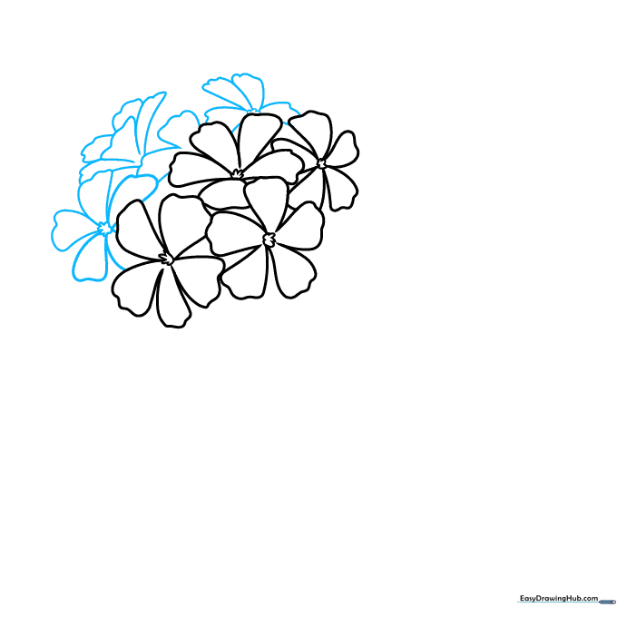 Step-by-step drawing showing the geranium cluster growing larger with more overlapping petals.