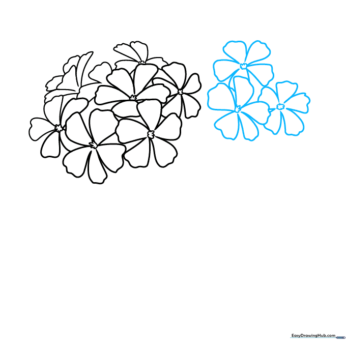 Pencil sketch of a dense cluster of geranium flowers showing multiple layers.