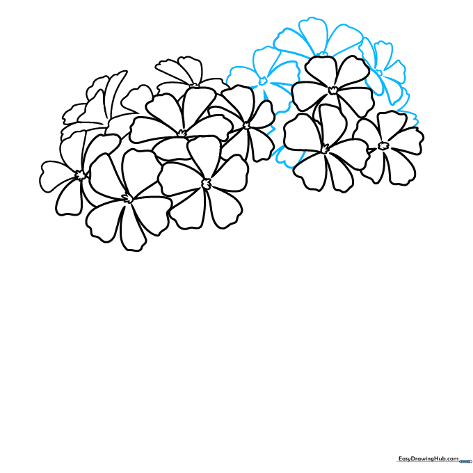 Completed outline of the geranium flower head cluster.