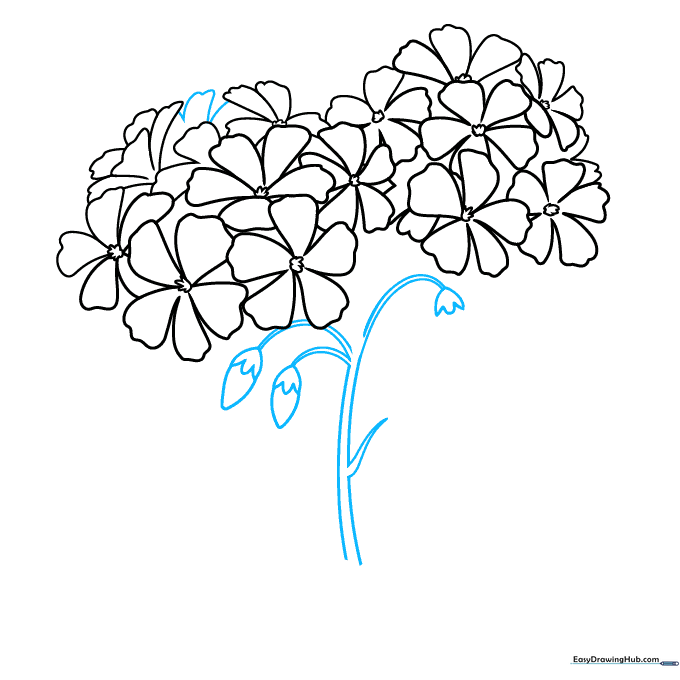 Pencil drawing showing the addition of a stem and small, pointed unopened flower buds.