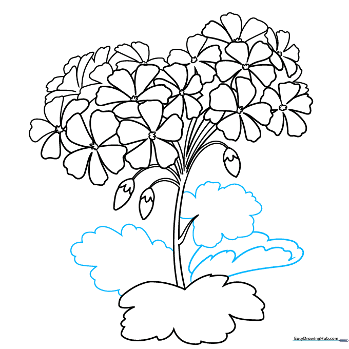 Pencil sketch showing multiple overlapping leaves added to the base of the geranium.