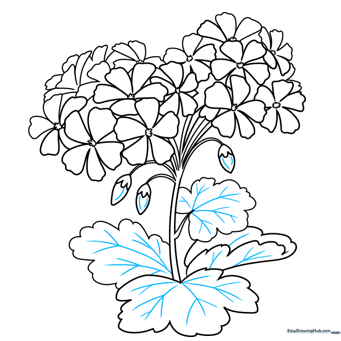 Detailed view of the geranium leaves with added vein lines.