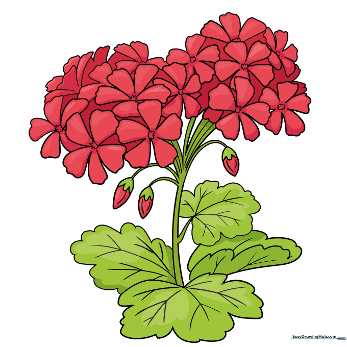 Finished, colored drawing of a vibrant red geranium flower with green leaves.