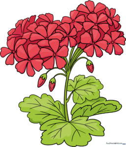 A vibrant, finished drawing of a red geranium flower with green leaves, presented as a high-quality art project.