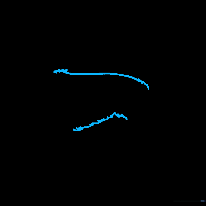 The outline of the dog's back and belly, showing the transition from head to body.