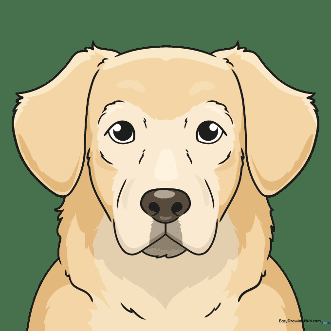 A fully colored, friendly-looking Golden Retriever face with golden-brown fur.