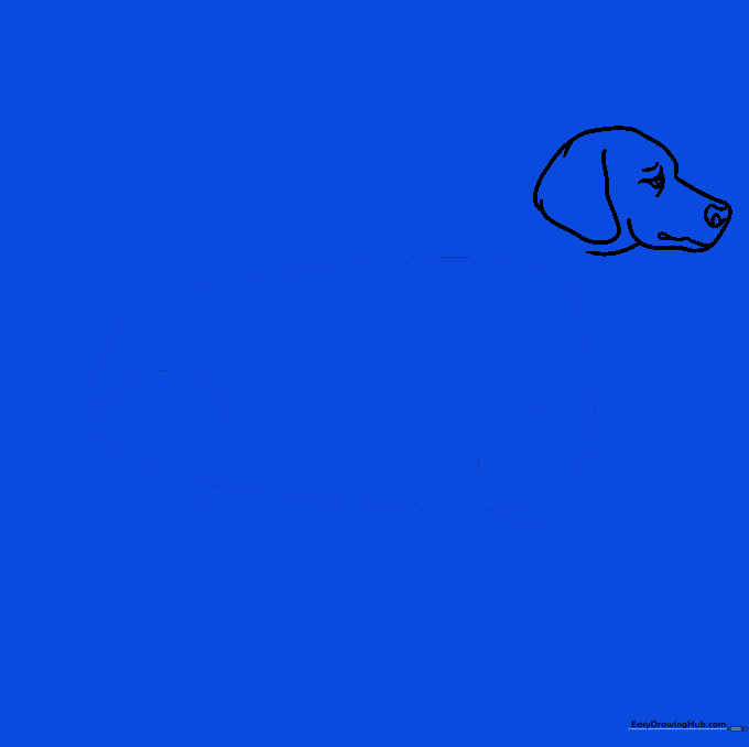 Erasing guide lines and adding the main body outline and paw circles.