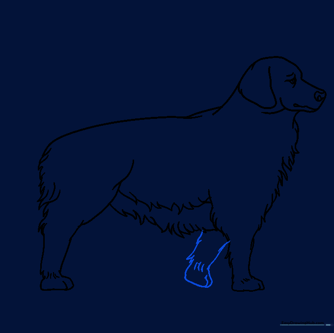 Drawing the second front leg with fur details.