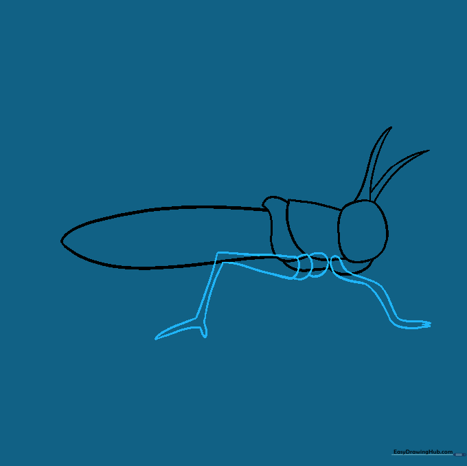 Initial sketch of the grasshopper's bent legs showing the knee joints.