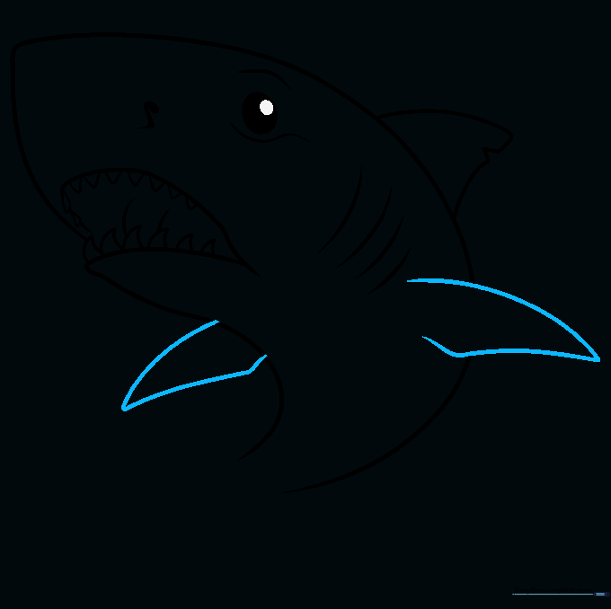 Drawing the pectoral fins on the side of the shark's body.