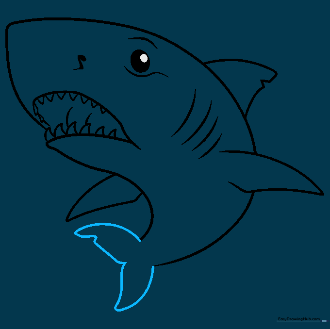 Sketching the large, powerful caudal fin at the end of the shark's body.