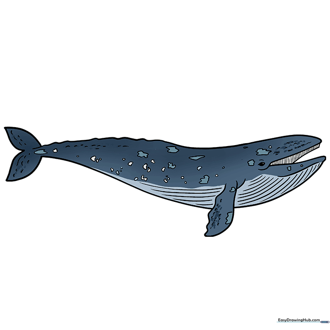 Finished grey whale drawing colored with shades of grey and white.