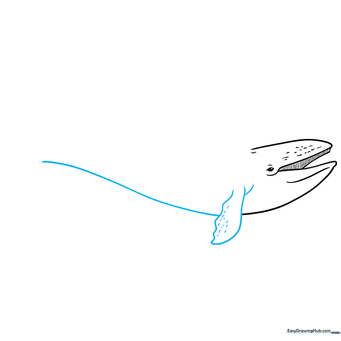 Drawing the whale's side flipper with textured lines.