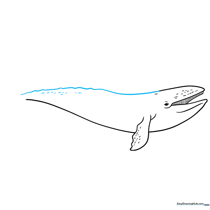 Drawing the long, bumpy back of the grey whale.