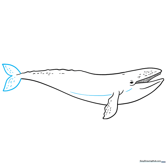 Adding the tail flukes to the whale's body.