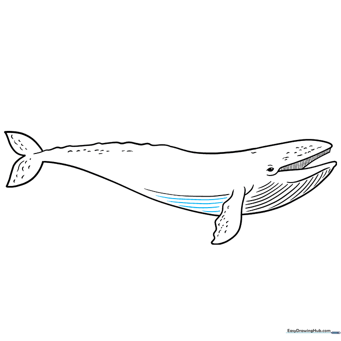 Extending the throat lines down the belly of the whale.