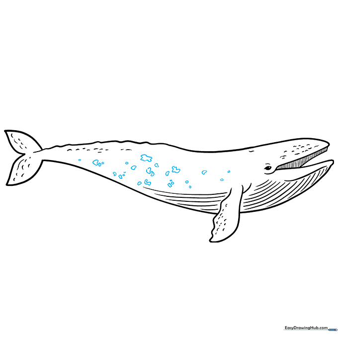 Adding blotchy skin patches to the whale's back.