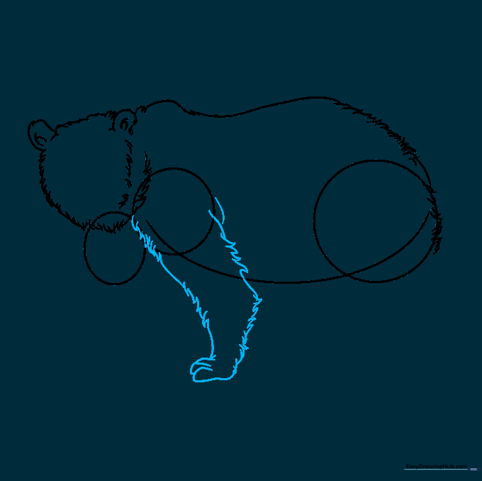 Adding the front leg and paw to the bear's body using overlapping curved lines.
