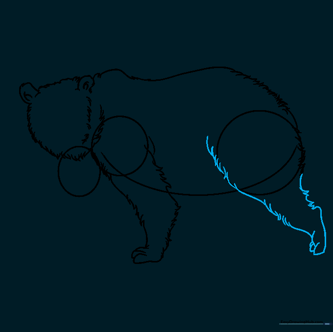 Adding the rear leg and paw to the bear's body using the hip circle as a guide.