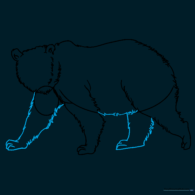 The bear drawing with guide lines erased and additional legs and belly fur added.