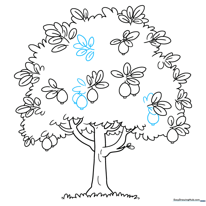 Drawing additional guava fruits hanging from the branches.