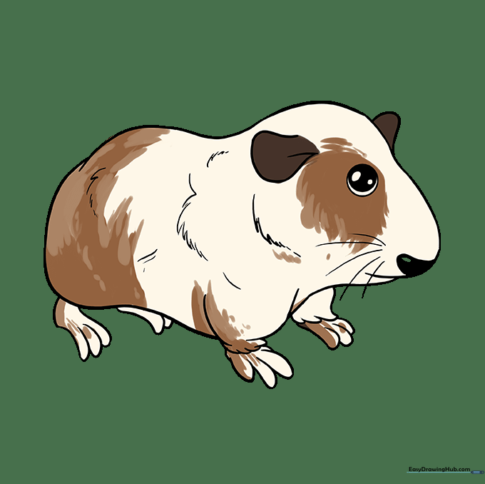 A fully colored, cute guinea pig drawing with patches of brown and white fur.