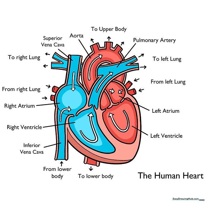 Coloring the heart diagram with red and blue to represent blood oxygen levels