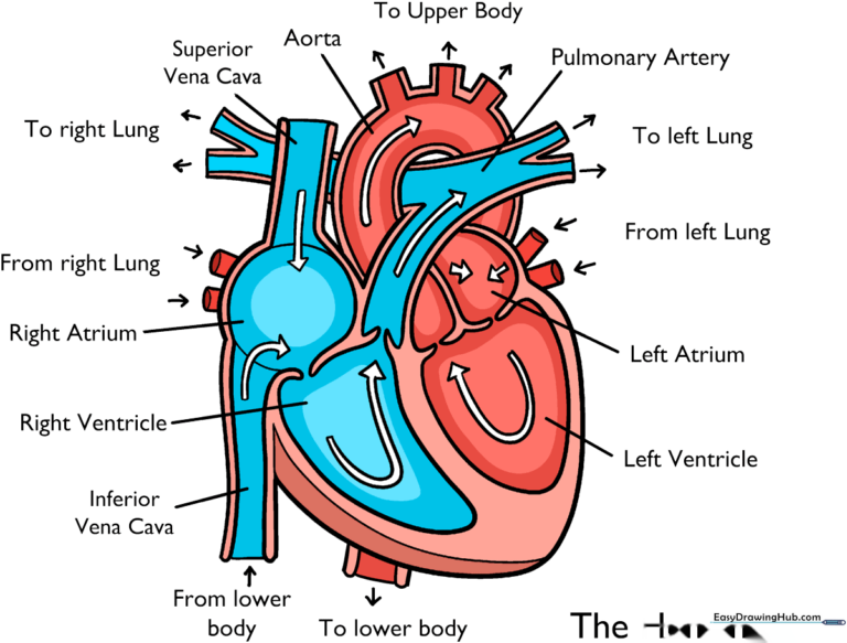 Completed, color-coded human heart anatomy diagram for school projects