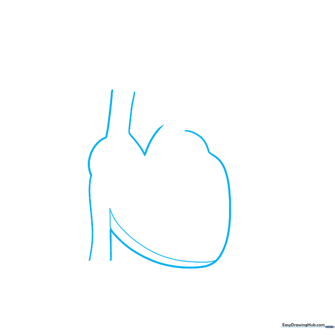 Pencil sketch of a basic heart shape outline for a science diagram