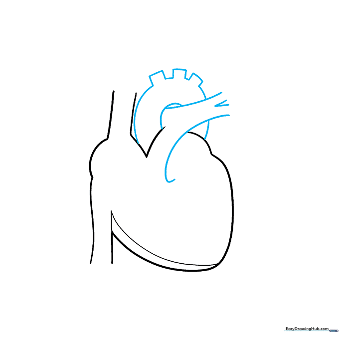 Drawing the aorta and pulmonary artery tubes on top of the heart