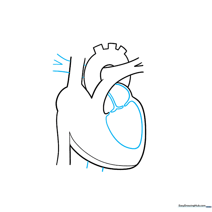 Adding internal chambers and valves to the heart drawing