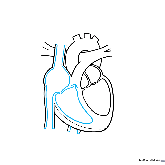 Detailing the right atrium and vena cava structure