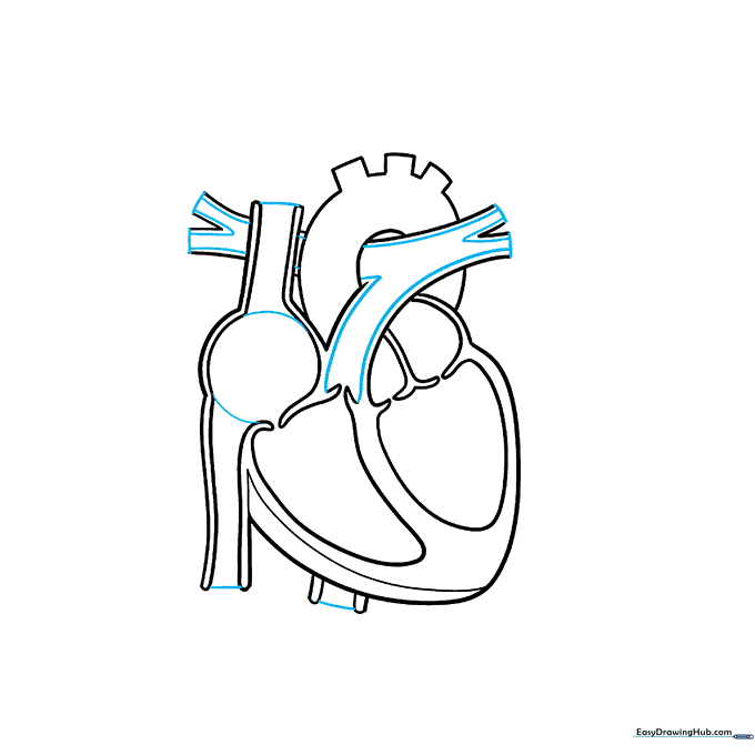 Refining the shape of the pulmonary artery and atrium