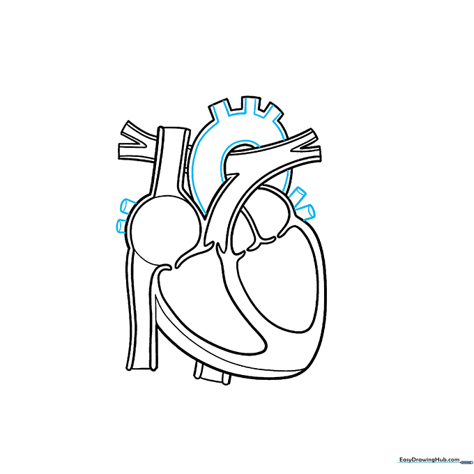 Adding side veins to the heart anatomy diagram