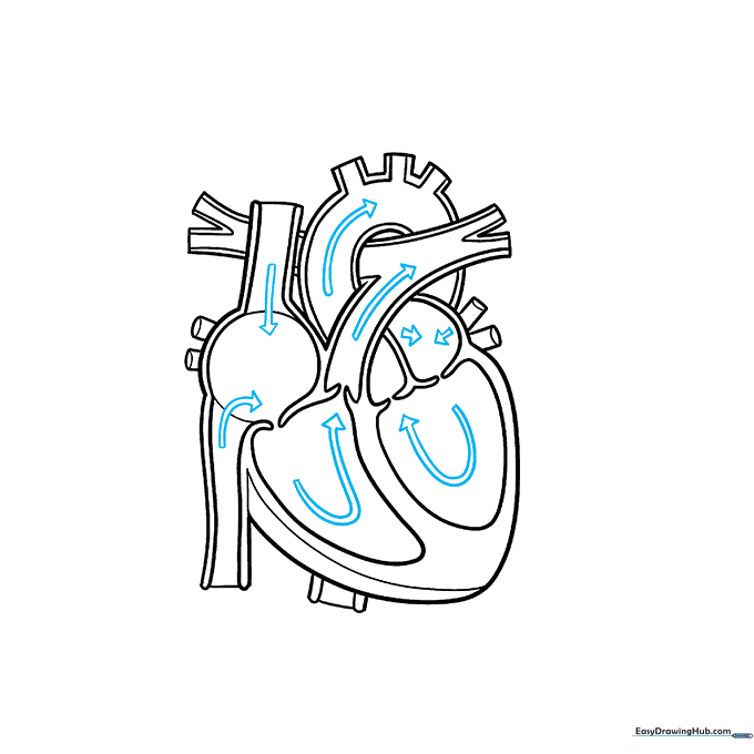 Adding directional arrows to show blood flow in the heart