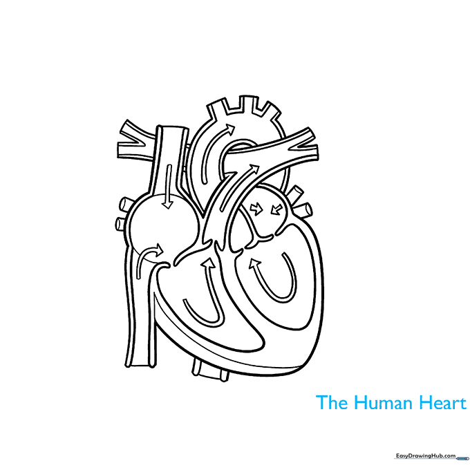 Adding the title 'The Human Heart' to the diagram