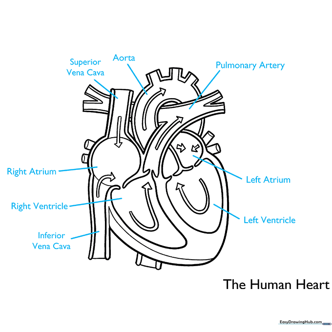 Adding scientific labels to the heart anatomy diagram