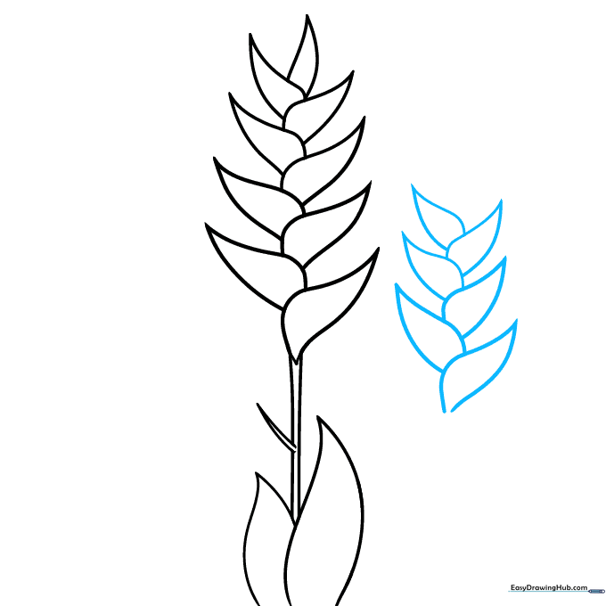 A second, partial Heliconia flower structure being sketched next to the first.