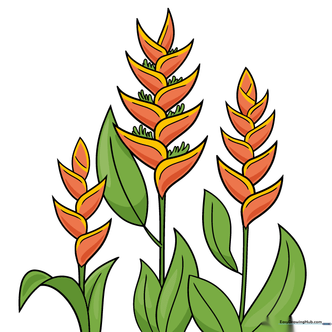 A fully colored, vibrant Heliconia drawing with bright orange flowers and green leaves.
